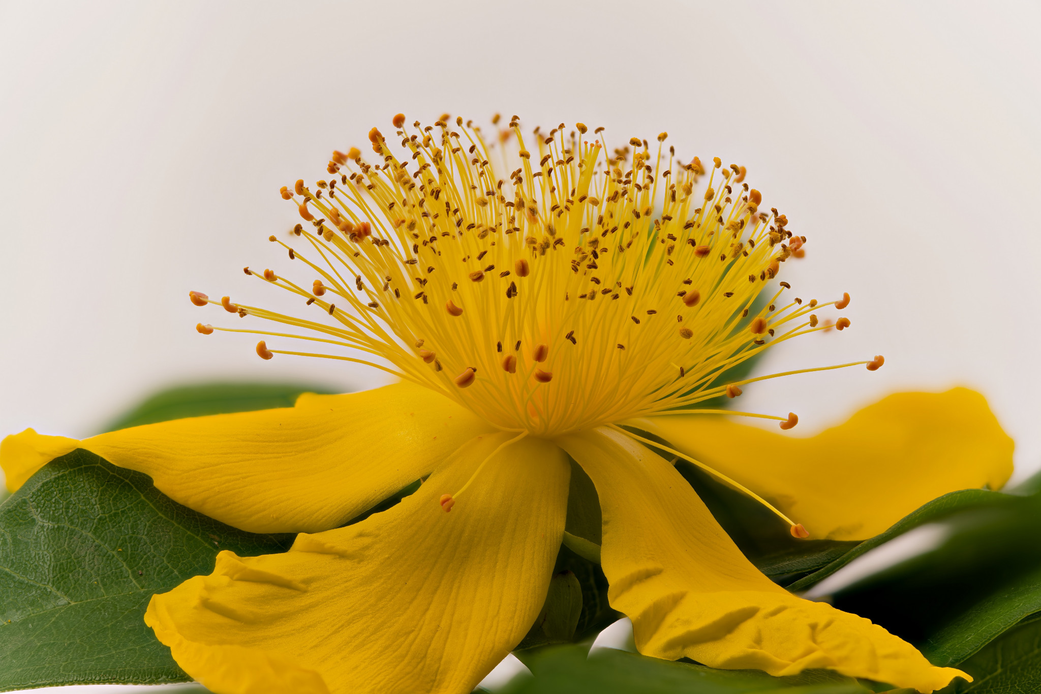 Großkelchiges Johanniskraut